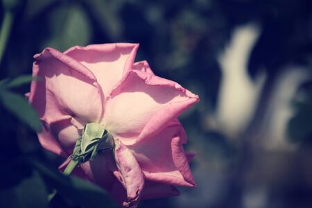 Vintage rosesの写真素材