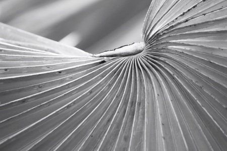 Palm leaves background  - black and white