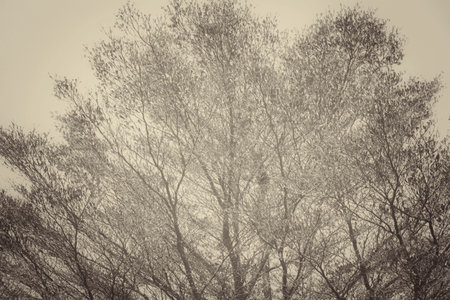 Spring tree
