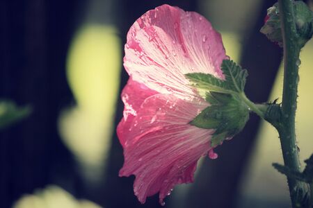 Hollyhock flowersの写真素材
