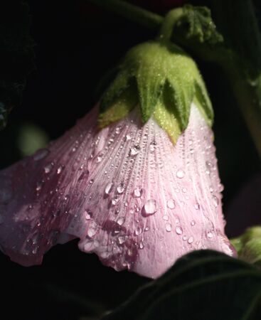 Hollyhock flowersの写真素材