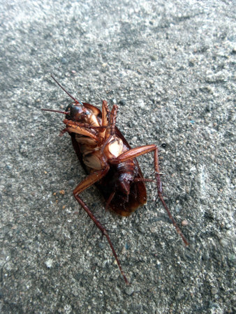 Cockroach