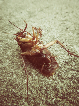 Cockroachの写真素材
