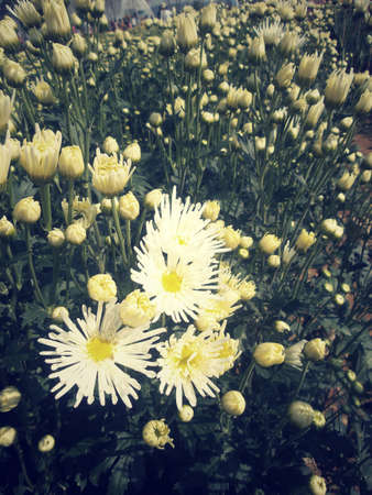 White chrysanthemum flowersの写真素材