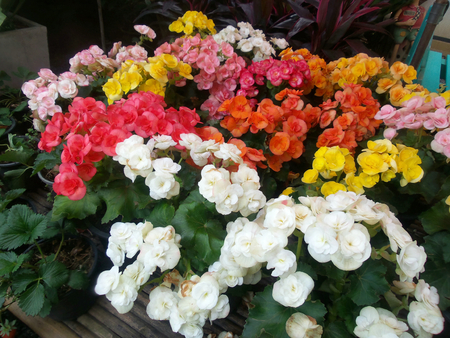 Begonia flowers.の写真素材