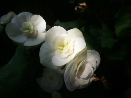 Begonia flowers.の写真素材