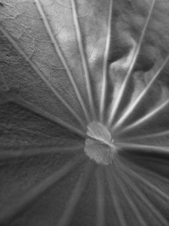 Lotus leavesの写真素材