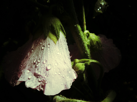 Pink daturaの写真素材