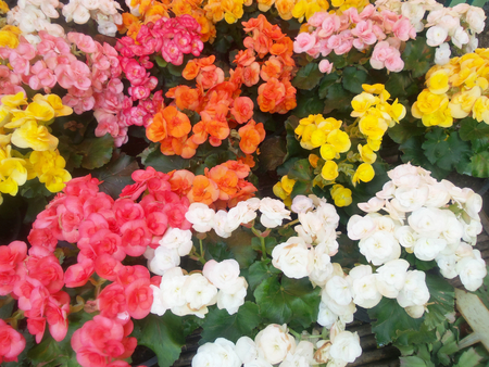 Begonia flowers.の写真素材