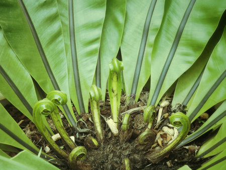 Fern leaf