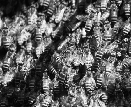 Honeycomb with beesの写真素材