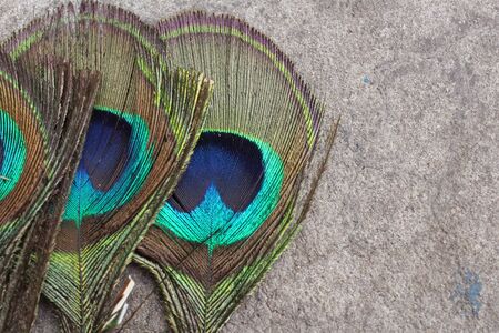 Peacock feathersの写真素材