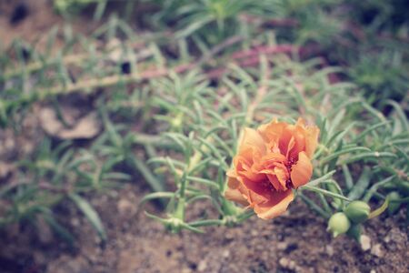 Orange flowerの写真素材