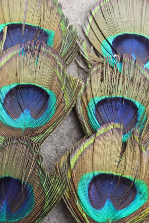 Peacock feathers