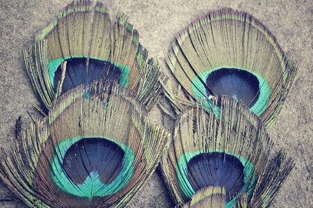 Peacock feathersの写真素材