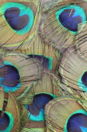 Peacock feathersの写真素材
