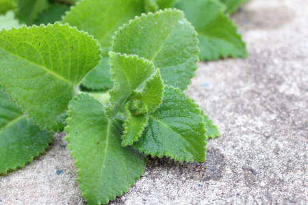 Oreganoの写真素材