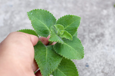 Oregano