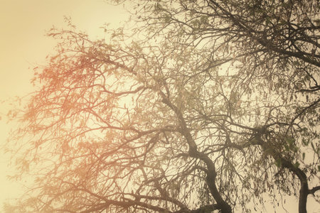 Tree branches