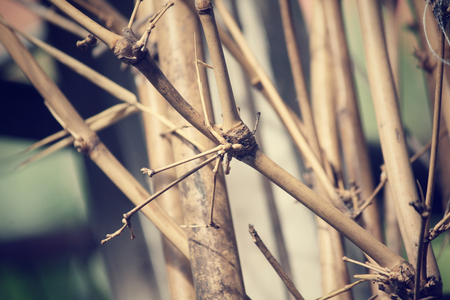 Bamboo treeの写真素材