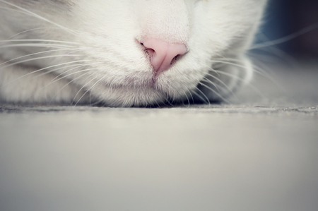 Cat noseの写真素材