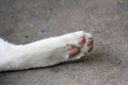 cat feetの写真素材