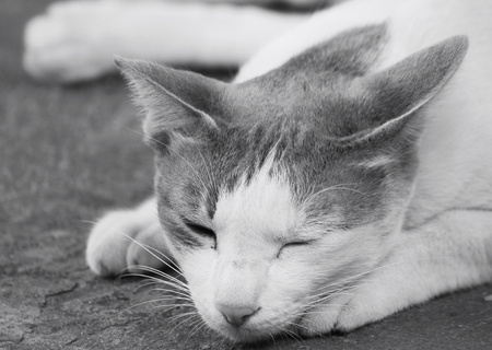 Cat sleepingの写真素材