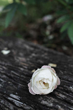 White rose on woodの写真素材