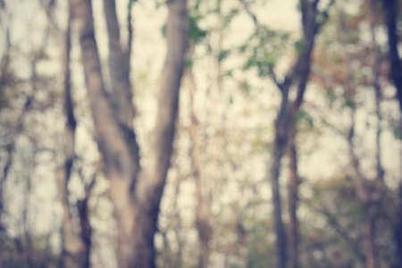 Blurred forestの写真素材