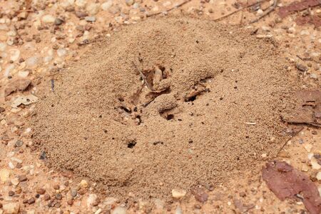 Ants nestの写真素材