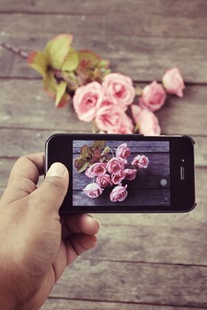 Taking photo of rosesの写真素材