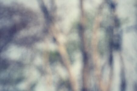 Blurred forestの写真素材