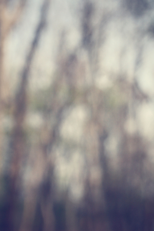 Blurred forestの写真素材