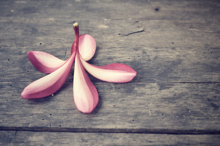 Pink frangipani flowerの写真素材