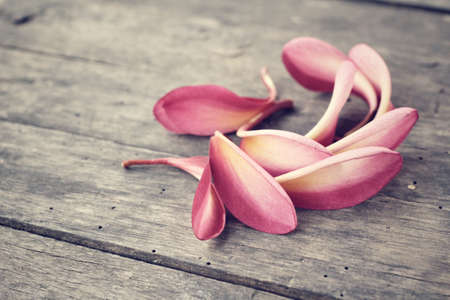 Petals frangipani flowerの写真素材