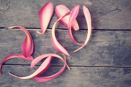 Petals frangipani flowerの写真素材