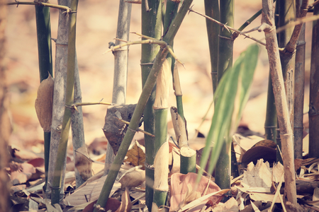 Bambooの写真素材
