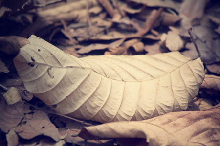 Dried leavesの写真素材