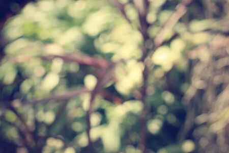 Blurred forestの写真素材