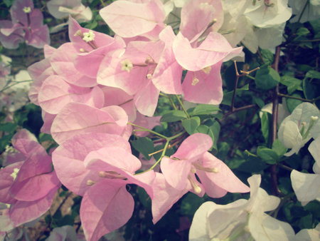 Pink bougainvillea flowersの写真素材