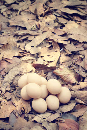 Vintage easter eggsの写真素材