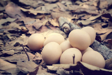 Vintage easter eggsの写真素材