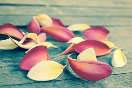 Petals frangipani flowerの写真素材