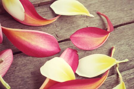 Petals frangipani flowerの写真素材