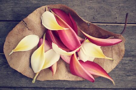 Petals frangipani flowerの写真素材