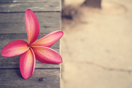 Pink frangipani flowerの写真素材