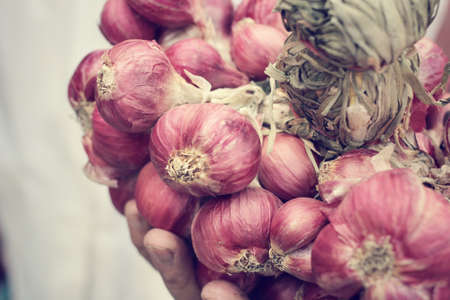 Shallot - asia red onionの写真素材