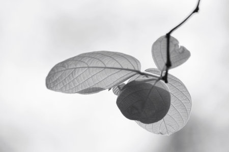 Leaves on treeの写真素材