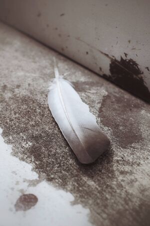 Vintage featherの写真素材