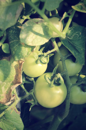 Tomatoes still on tree plant